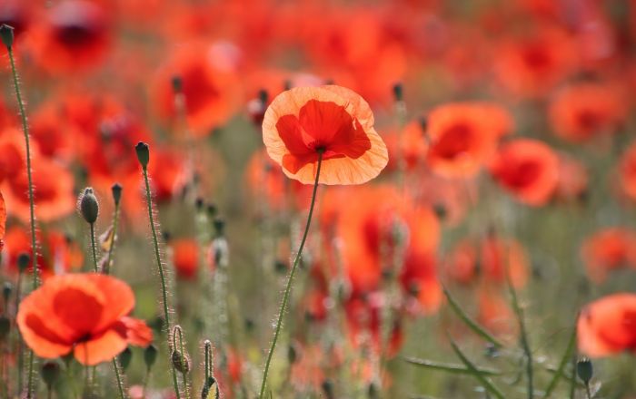 Mohnblumenimpressionen