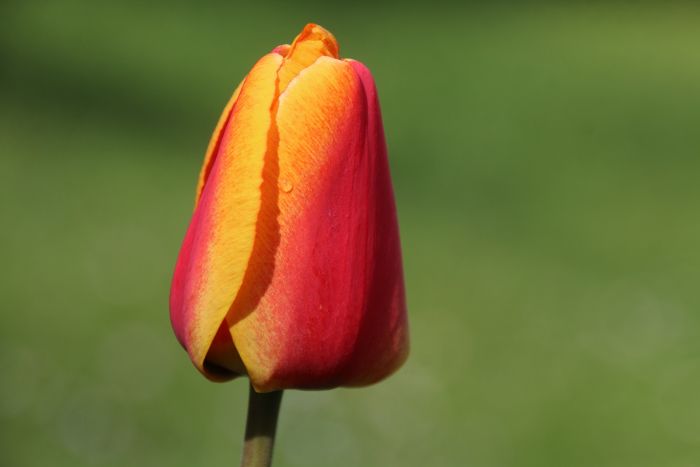 Tulpe