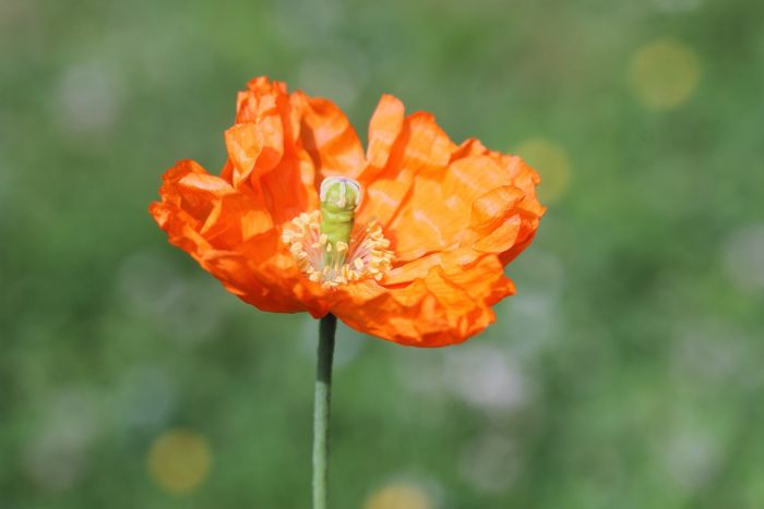 Mohn