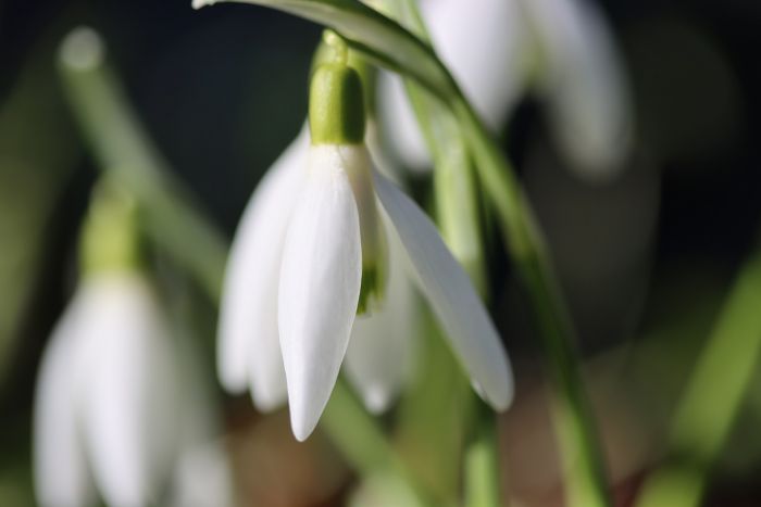 Schneeglöckchen