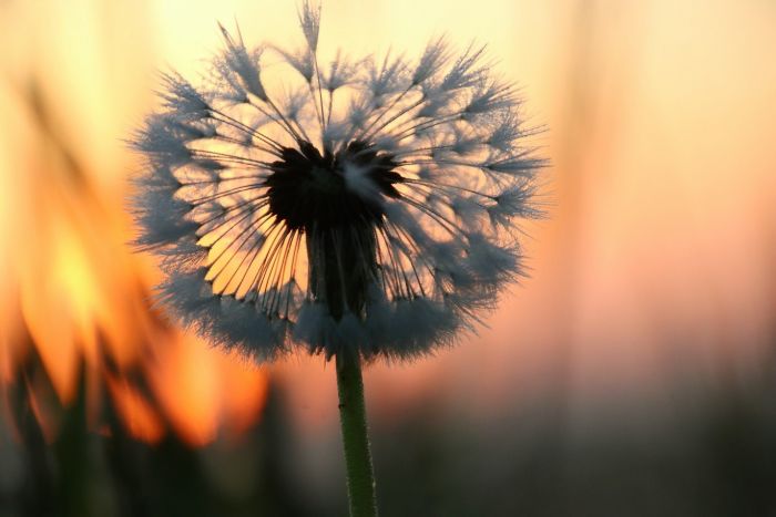 Pusteblume