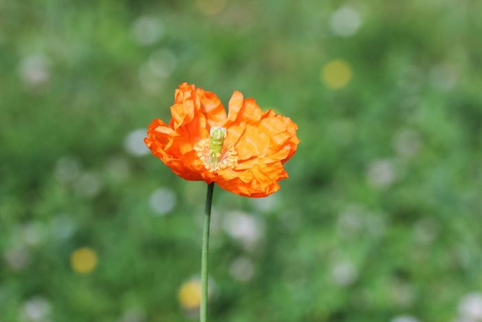 Mohn
