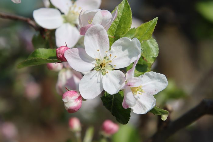 Apfelblüten