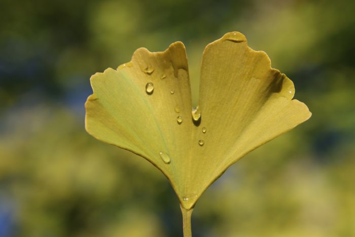 Ginkgoblatt