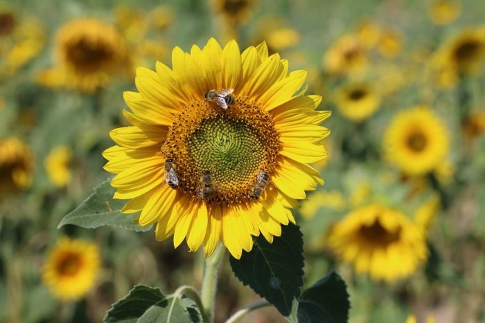 Sonnenblume und Bienen