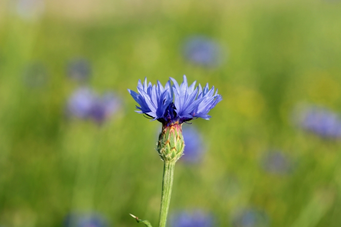 Kornblume