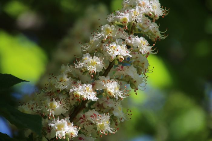 Kastanienblüte
