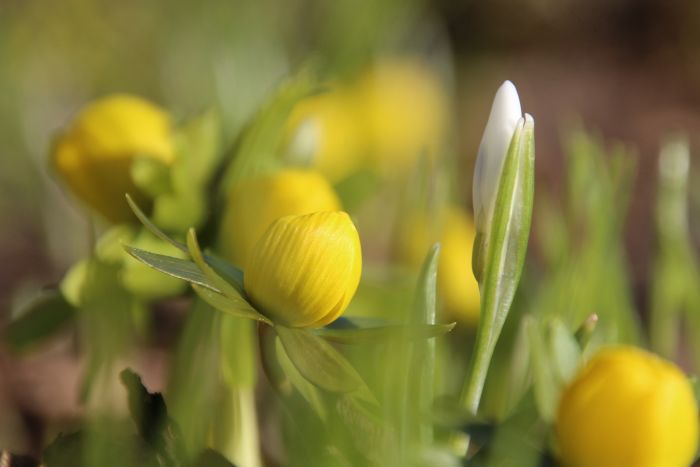 Winterling und Schneeglöckchen