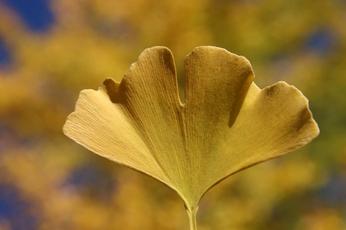 Ginkgo