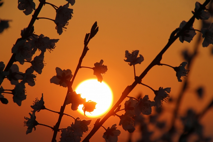 Zweig und Sonnenaufgang