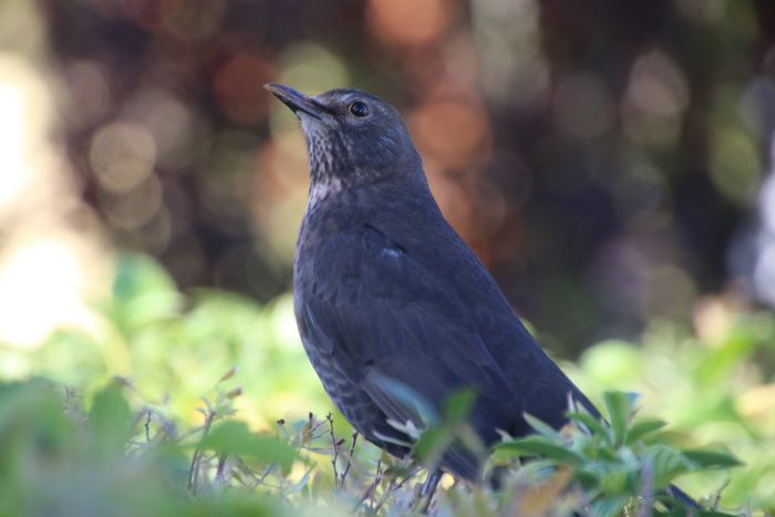 Amsel