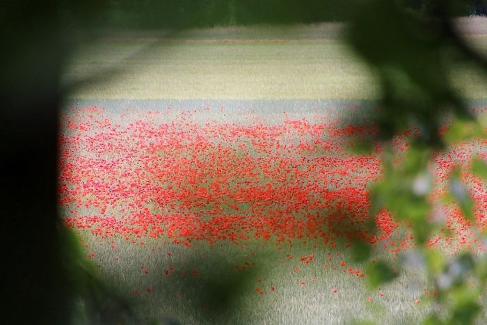 Mohnblumenfeld am Fluss