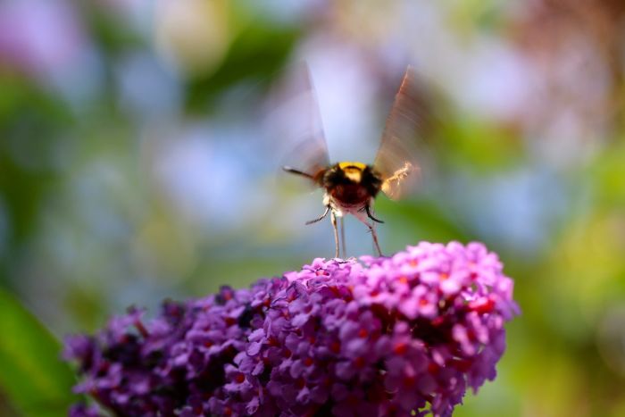 TaubenschwÃ¤nzchen