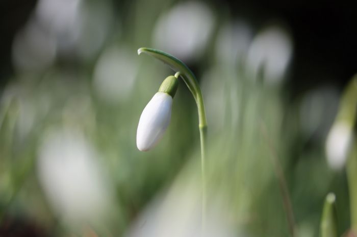 Schneeglöckchen