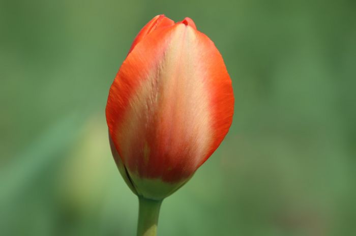 Tulpe