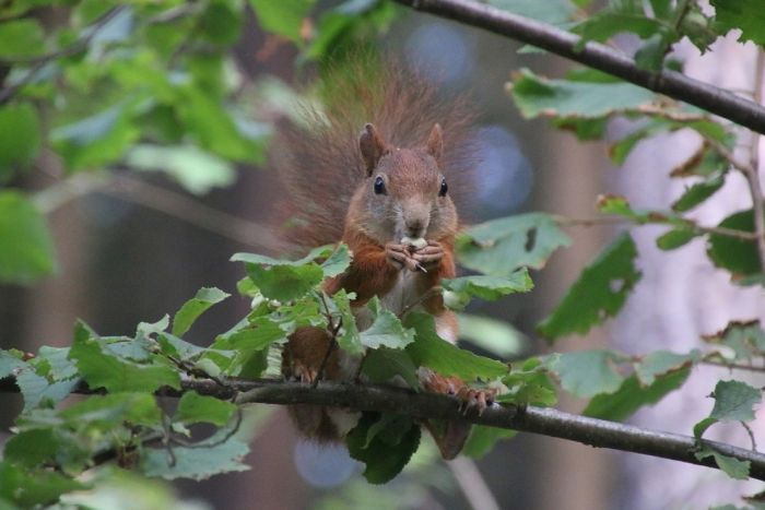 Eichhörnchen