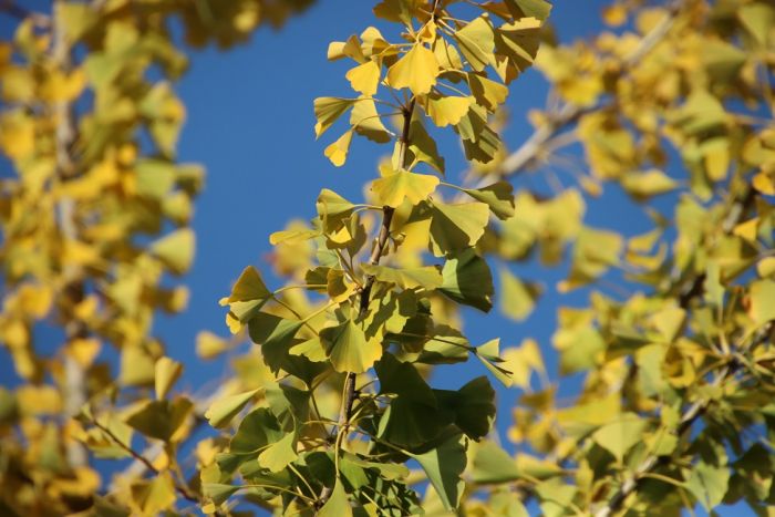 Ginkgo