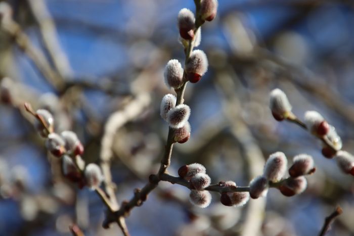 Weidenkätzchen