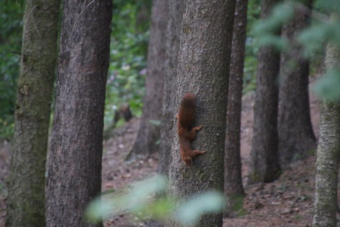 Eichhörnchen