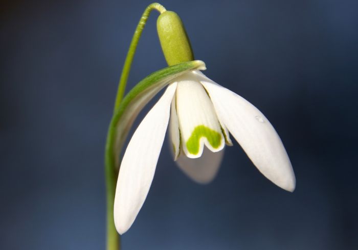 Schneeglöckchn