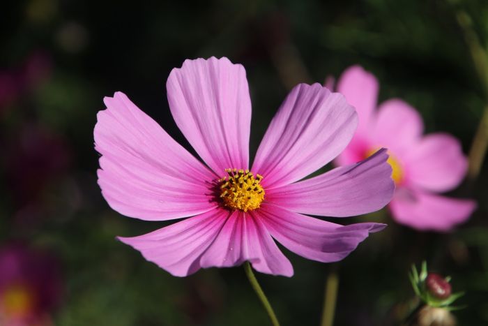 Cosmea