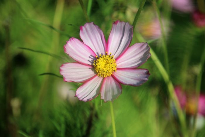 Cosmea