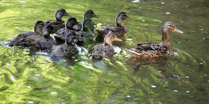 Enten im Wald am Fluss