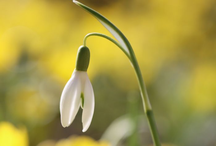 Schneeglöckchen