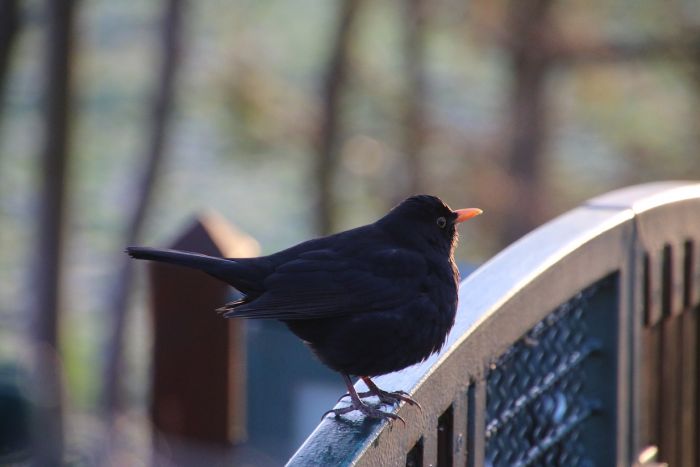 Amsel