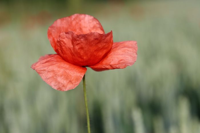 Mohn