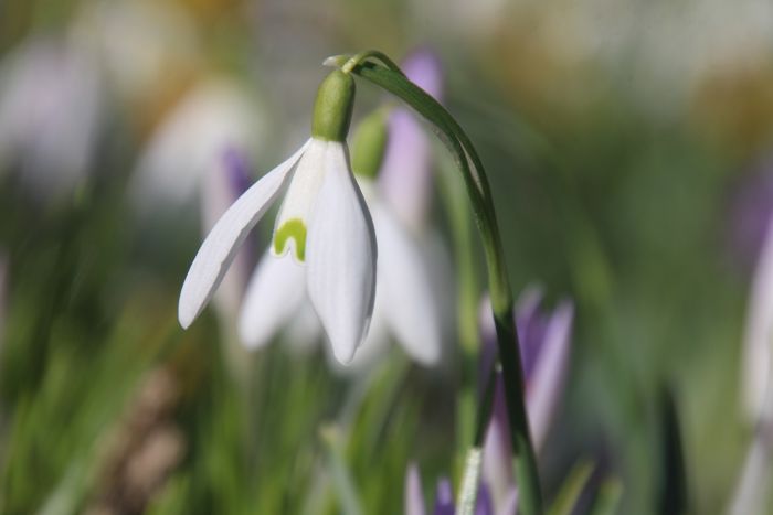 Schneeglöckchen