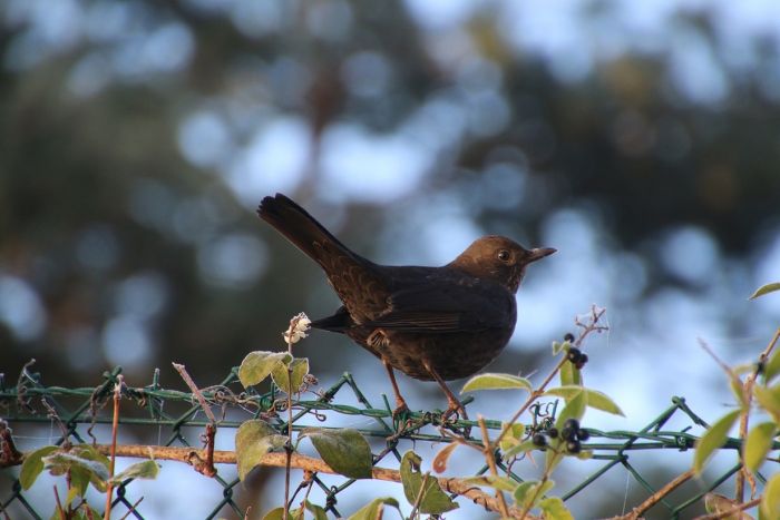 Amsel