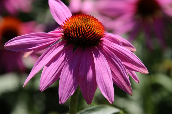 Echinacia