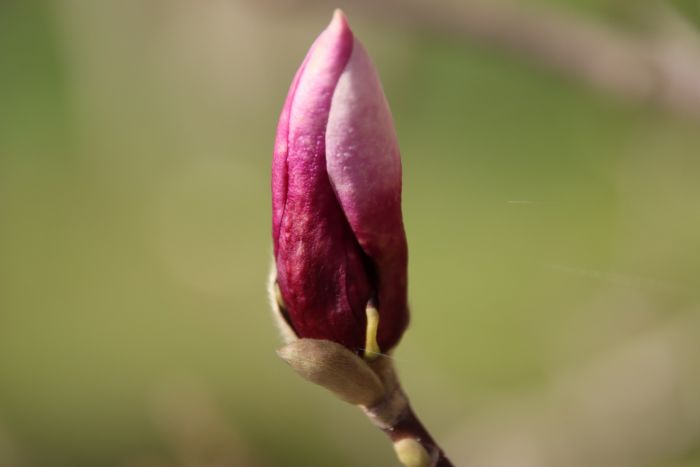 Magnolienknospe