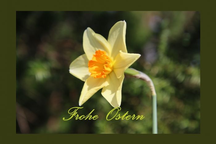 Osterglocke