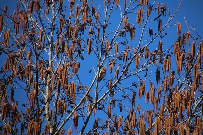 Rotkehlchen zwischen den Frühlingszweigen