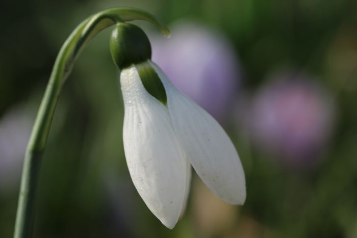 Schneeglöckchen