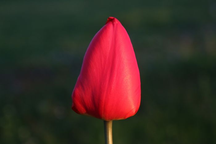Tulpe