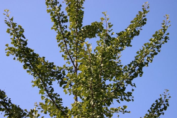 Ginkgo