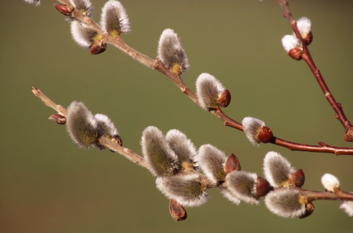 Weidenkätzchen