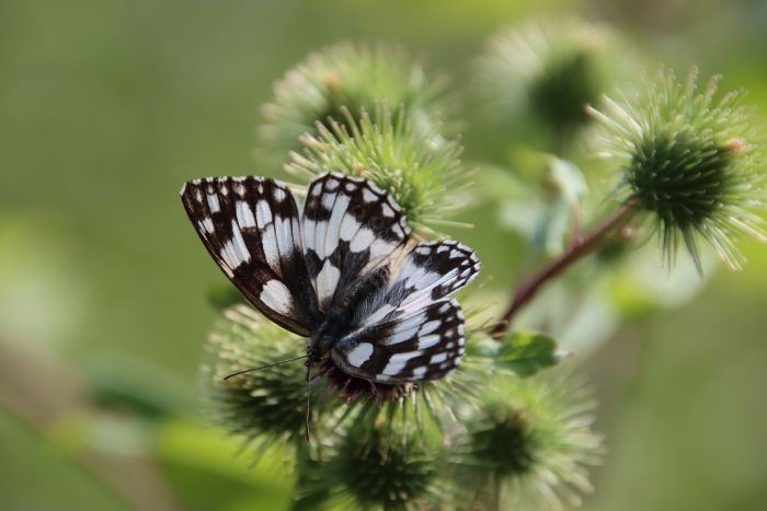 Schmetterling