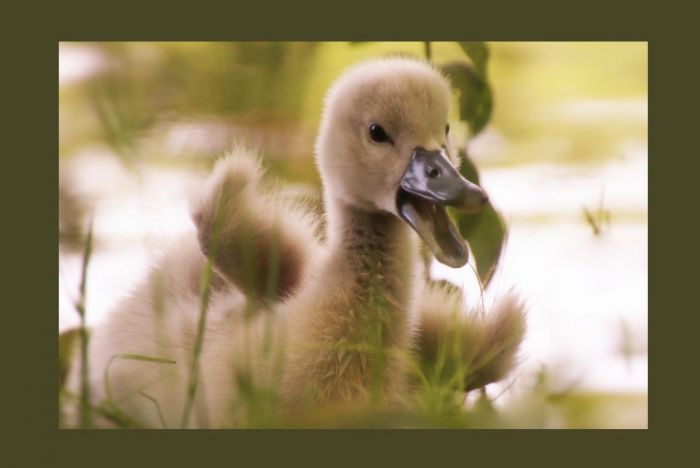 Schwanenimpressionen