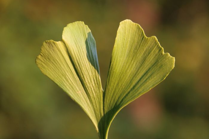 Ginkgo