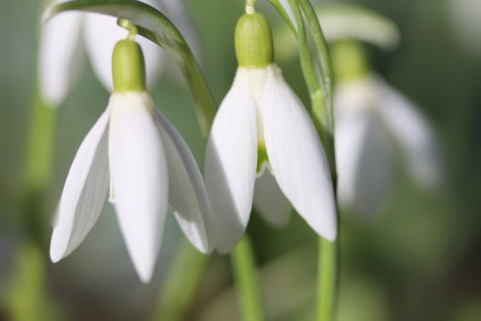 Schneeglöckchen