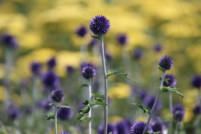 Kugeldisteln