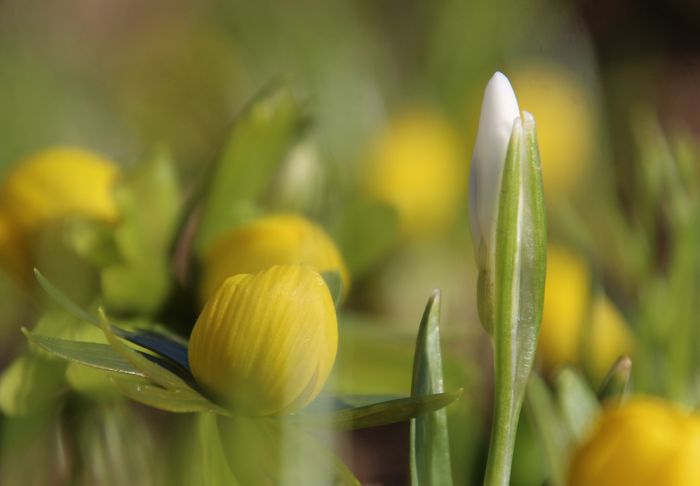 Winterling und Schneeglï¿½ckchen