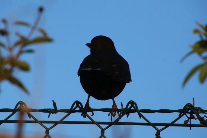 Amsel