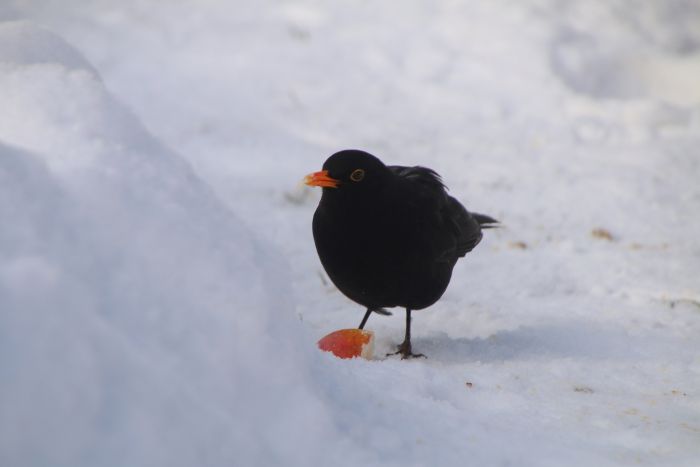 Amsel und  Apfel