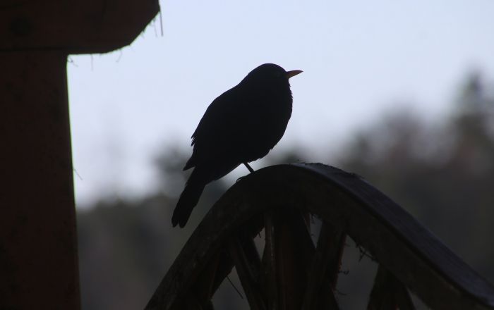 Amsel