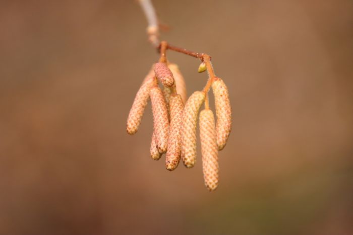 Knospen